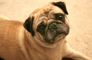 IMG_0798 IMG_0798